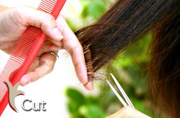 カットイメージ